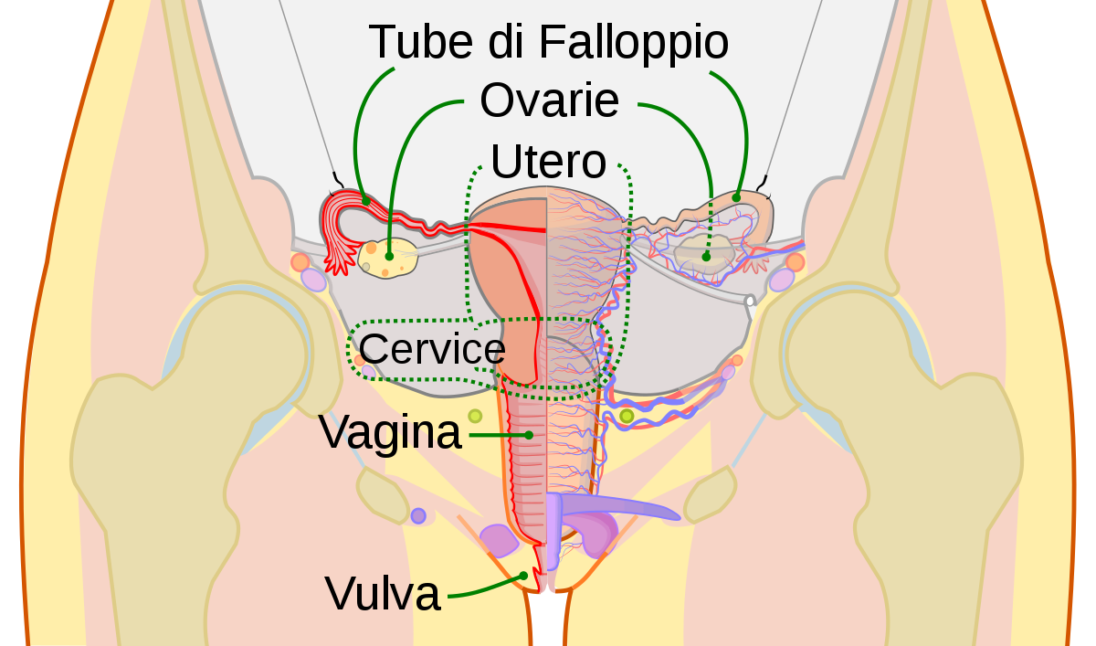 tampone vaginale e cervicale